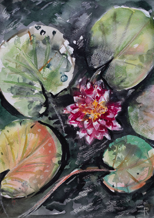 Water Lily