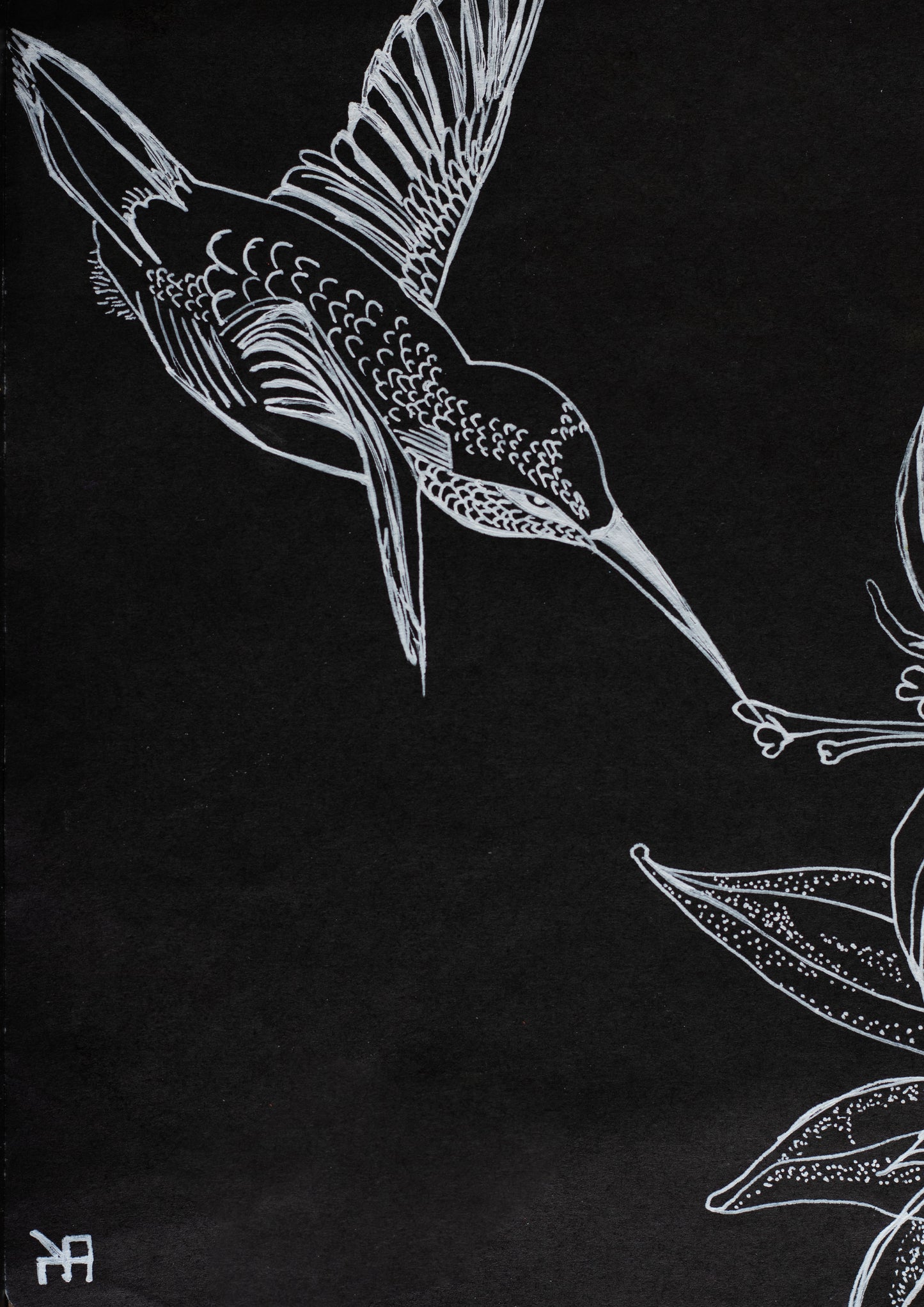 Hummingbird in Light