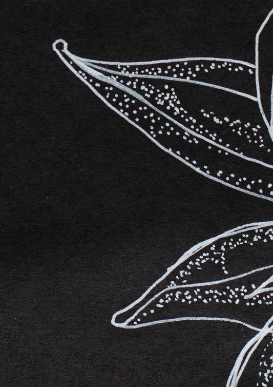 Hummingbird in Light